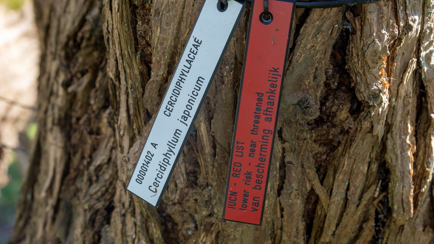De oudste bomen in Arboretum Kalmthout zijn 170 jaar geleden aangeplant, maar dagelijks groeit de collectie in de botanische tuin aan, elk met een eigen naamkaartje. Planten die bedreigd of zelfs uitgestorven zijn in de natuur, herken je aan hun rode label.